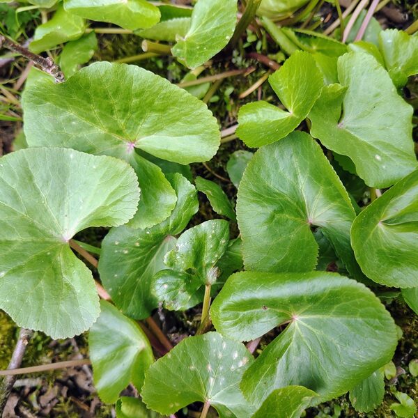 Purva purene Caltha palustris