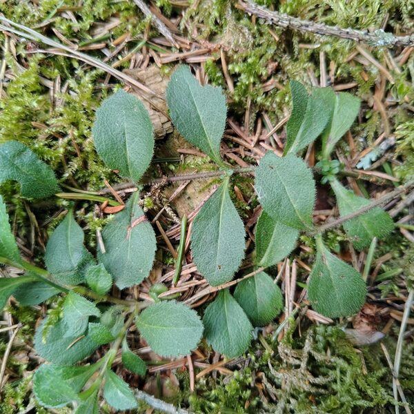 Zemteka Veronica officinalis