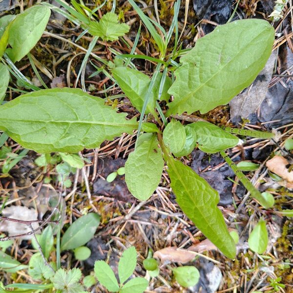 Purva cietpiene Crepis paludosa