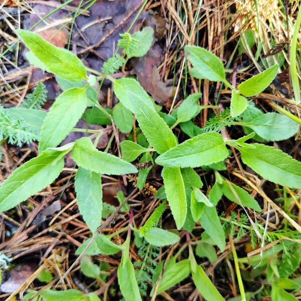 Vārpu veronika Veronica spicata (BVZ indikatorsuga)