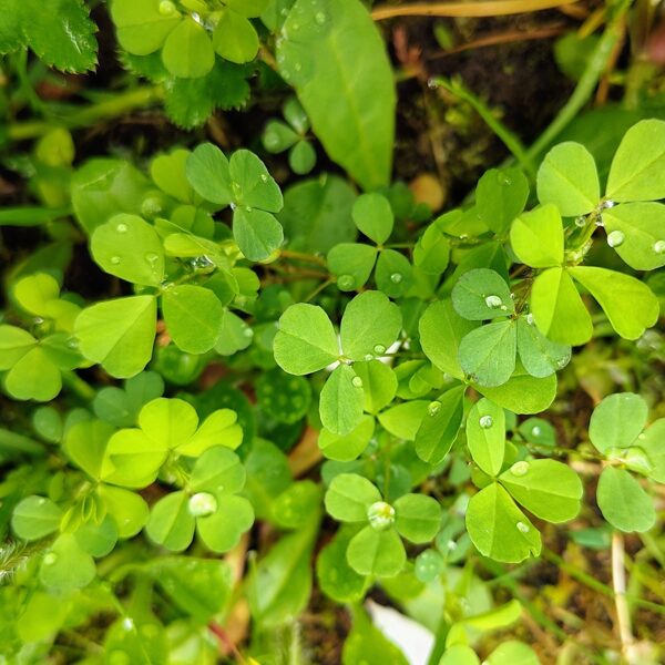 Sīkais āboliņš Trifolium dubium