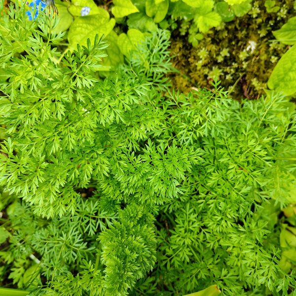 Ķimeņlapu selīne Selinum carvifolia