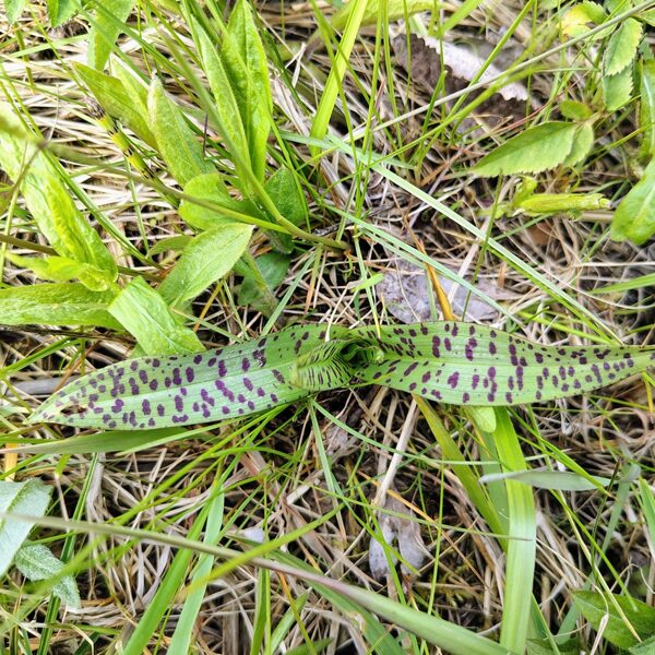 Baltijas dzegužpirkstīte Dactylorhiza baltica (BVZ indikatorsuga, aizsargājama)