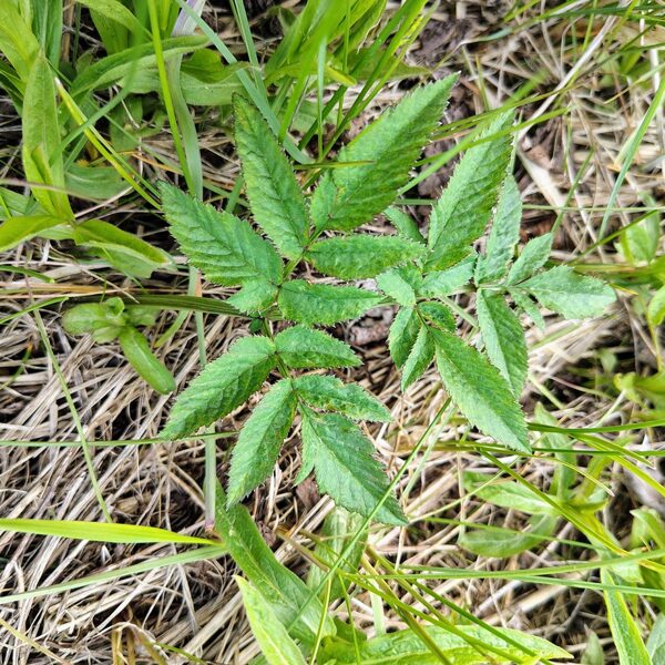 Meža zirdzene Angelica sylvestris