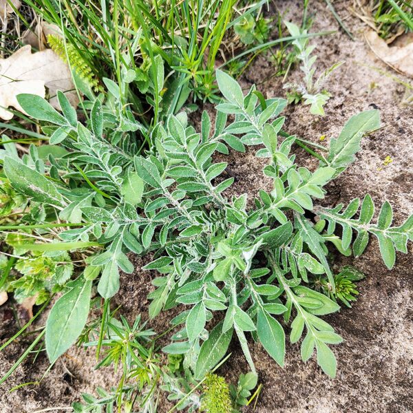 Tīruma pēterene Knautia arvensis