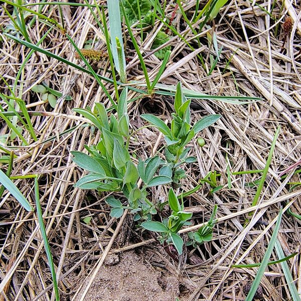 Pļavas dedestiņa Lathyrus pratensis