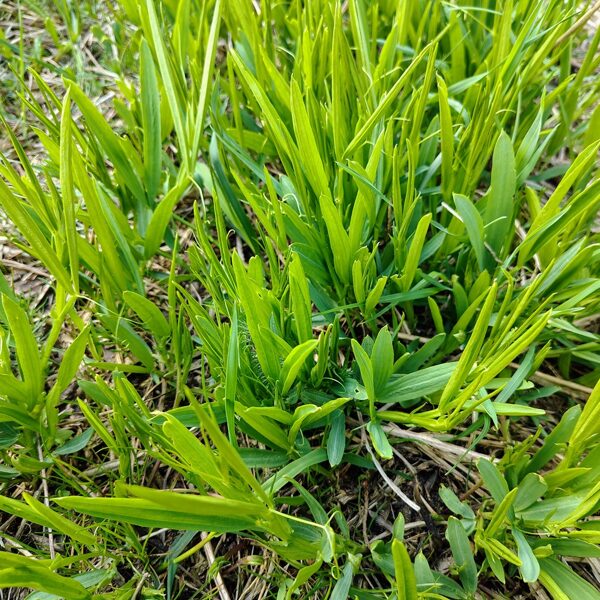 Meža dedestiņa Lathyrus sylvestris