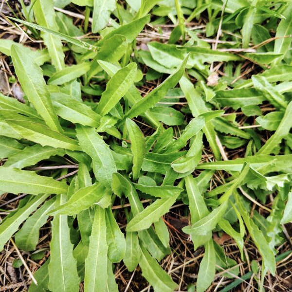 Matainā vēlpiene Leontodon hispidus (BVZ indikatorsuga)