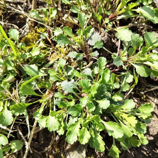 Parastā pīpene (margrietiņa) Leucanthemum vulgare