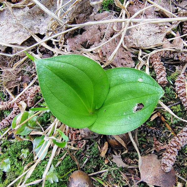 Ovālā divlape Listera ovata
