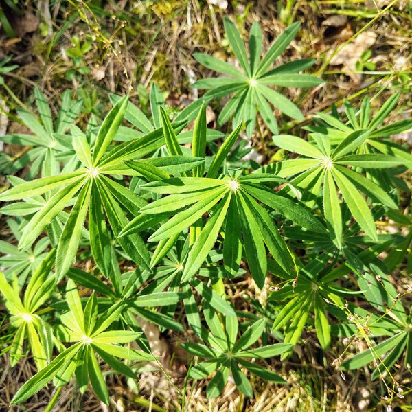 Daudzlapu lupīna Lupinus polyphyllus (invazīva svešzemju suga)