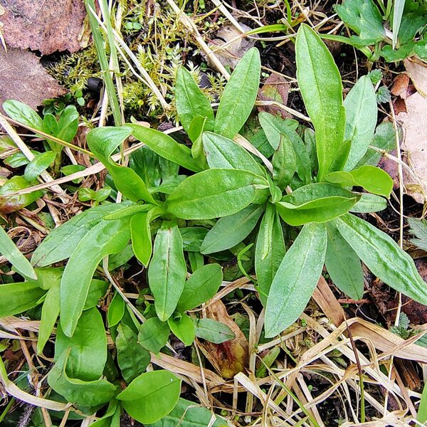 Pļavas spulgnaglene Lychnis flos-cuculi