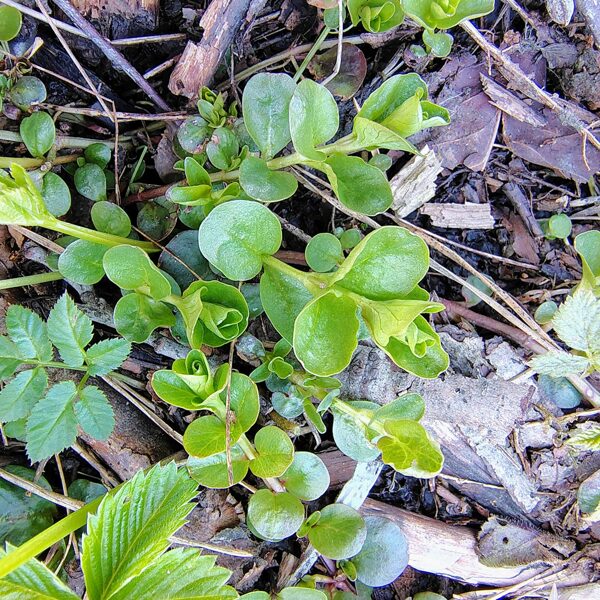 Pļavas zeltene Lysimachia nummularia