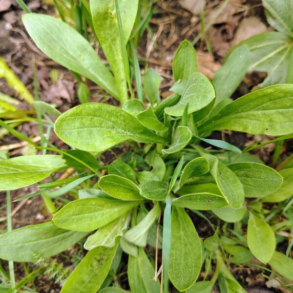 Baltā spulgotne Melandrium album