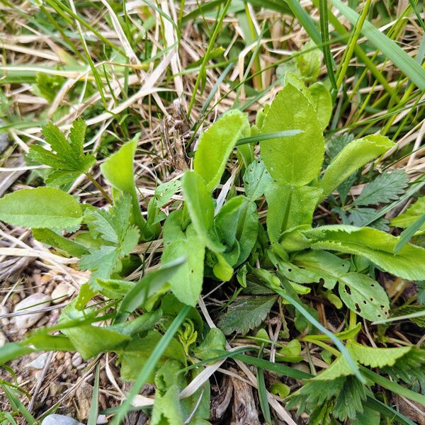 Lauku blaktene Ononis arvensis