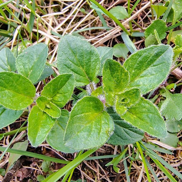 Parastā raudene Origanum vulgare