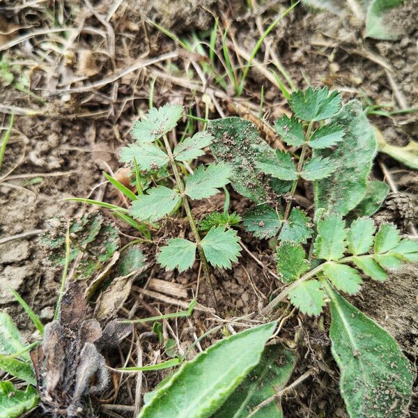 Klinšu noraga Pimpinella saxifraga
