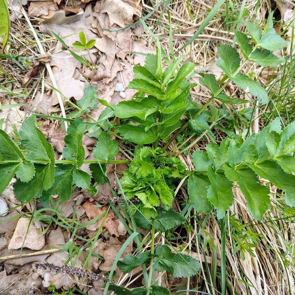 Pļavas pastinaks Pastinaca sativa