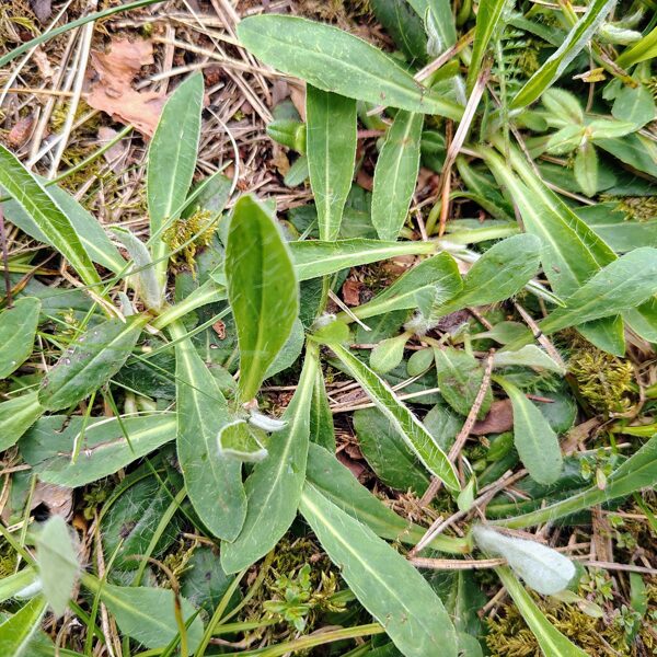 Mazā pamauraga Pilosella officinarum