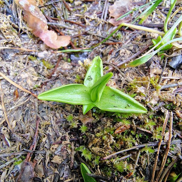 Parastā kreimule Pinguicula vulgaris (aizsargājama)