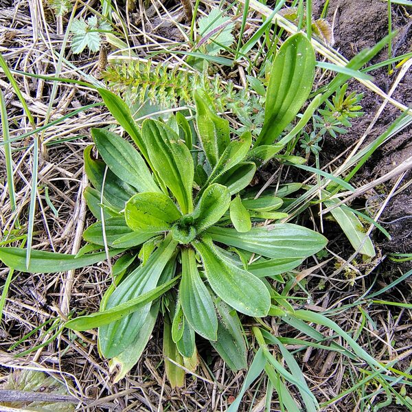 Šaurlapu ceļteka Plantago lanceolata