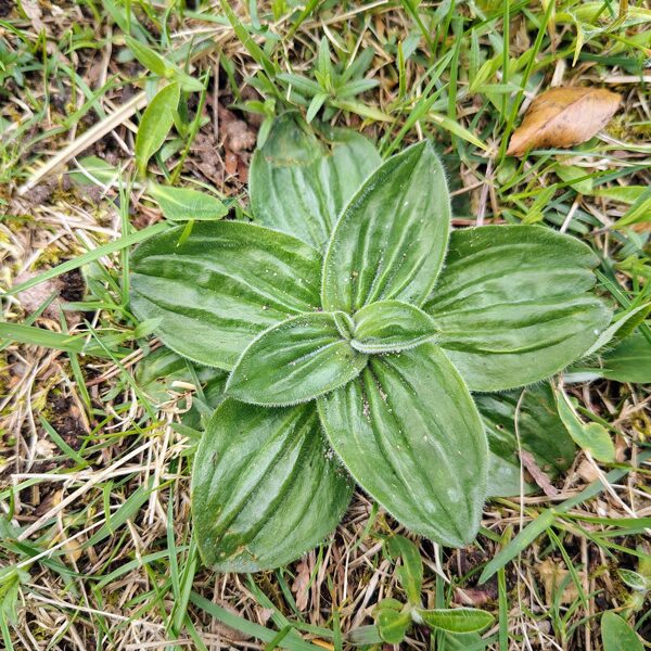 Vidējā ceļteka Plantago media (BVZ indikatorsuga)