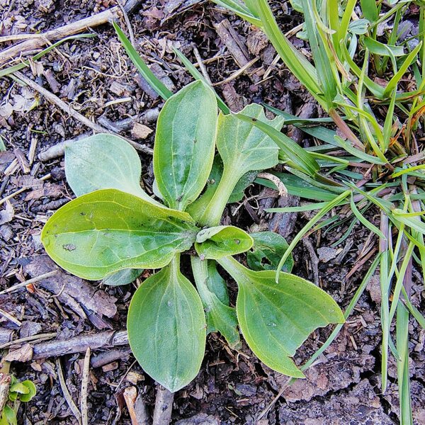 Lielā ceļteka Plantago major