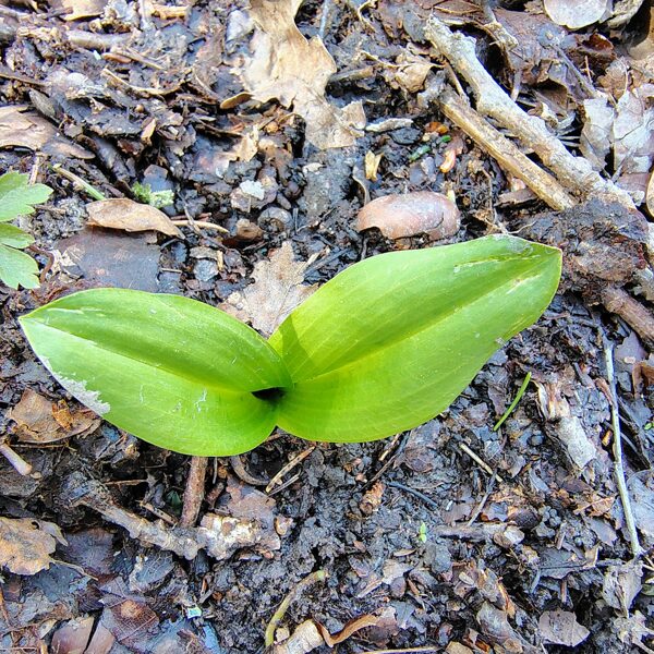 Naktsvijole Platanthera sp. (aizsargājama, Latvijā 2 sugas: smaržīgā un zaļziedu)