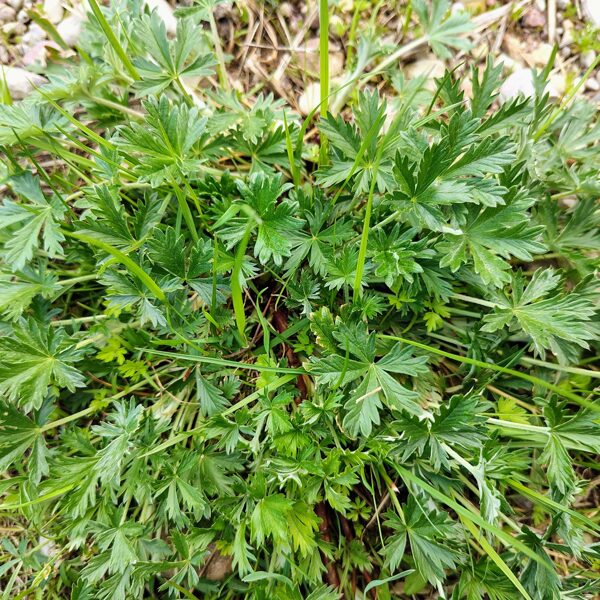 Sudraba retējs Potentilla argentea