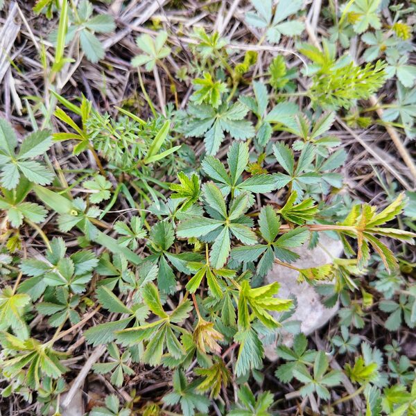 Ložņu retējs Potentilla reptans