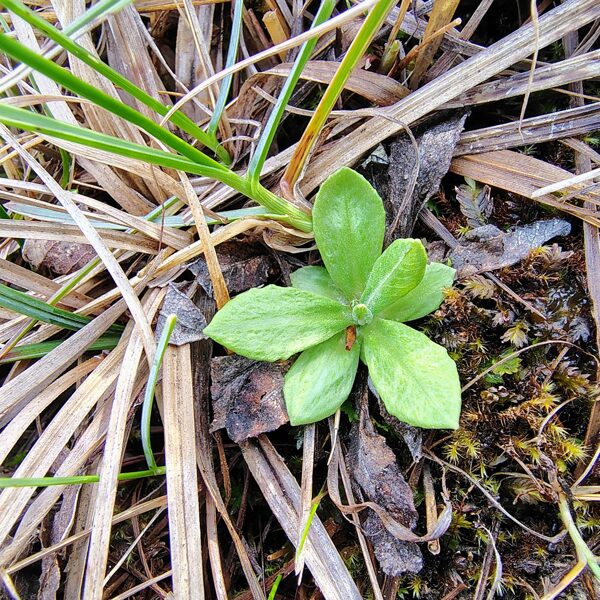 Bezdelīgactiņa Primula farinosa (aizsargājama, BVZ indikatorsuga)