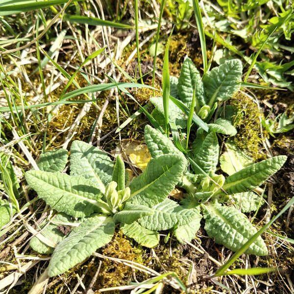 Gaiļbiksīte Primula veris (BVZ indikatorsuga)