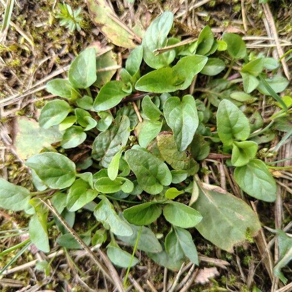 Parastā brūngalvīte Prunella vulgaris