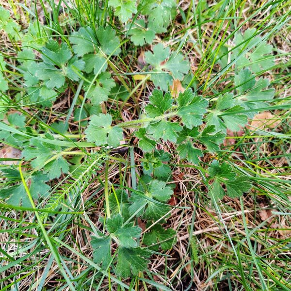 Sīpoliņu gundega Ranunculus bulbosus (aizsargājama, indīga)