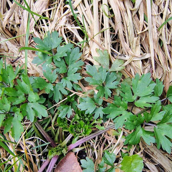 Ložņu gundega Ranunculus repens (indīga)