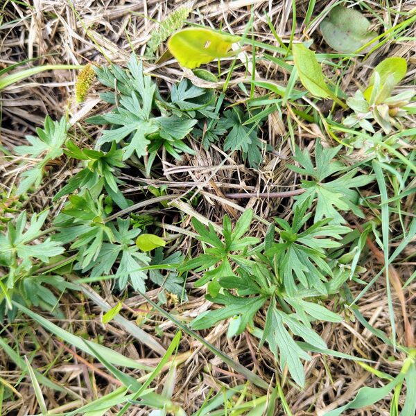 Kodīgā gundega Ranunculus acris