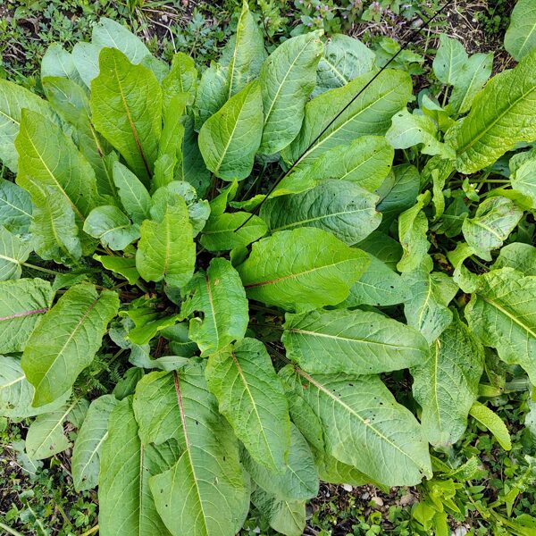Struplapu skābene Rumex obtusifolius