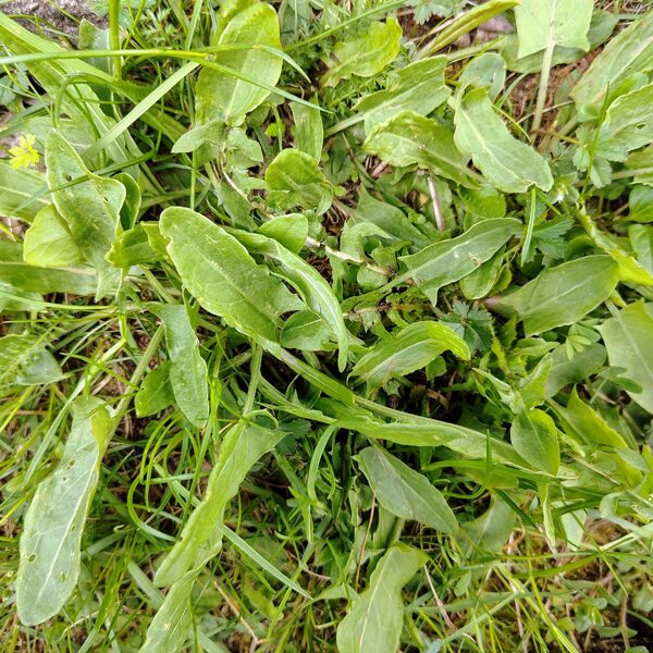 Piramidālā skābene Rumex thyrsiflorus