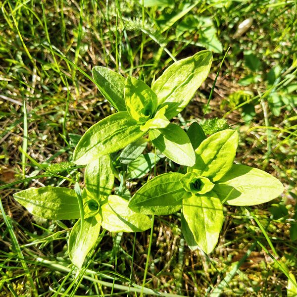 Ārstniecības ziepjusakne Saponnaria officinalis (invazīva svešzemju suga)