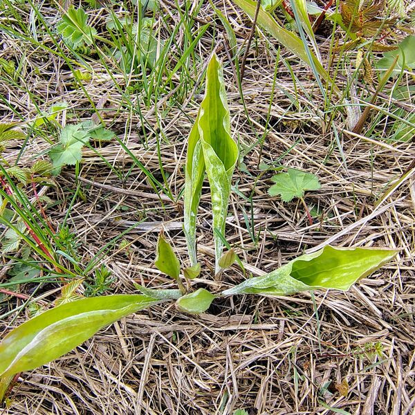 Zemā raudupe Scorzonera humilis (BVZ indikatorsuga)