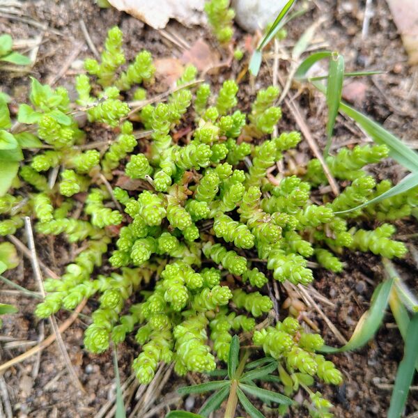 Kodīgais laimiņš Sedum acre (BVZ indikatorsuga)