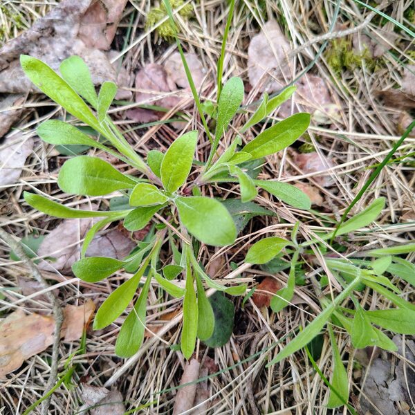 Nokarenā plaukšķene Silene vulgaris