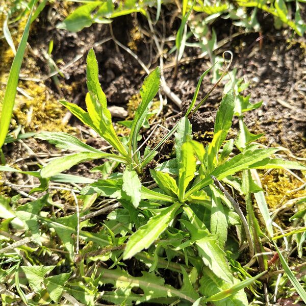 Kanādas zeltgalvīte Solidago canadensis (invazīva svešzemju suga)