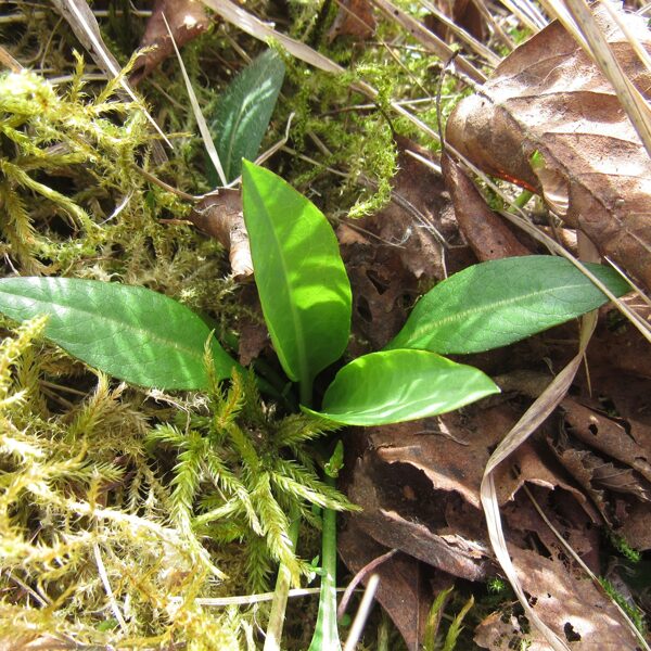 Pļavas vilkmēle Succisa pratensis (BVZ indikatorsuga)