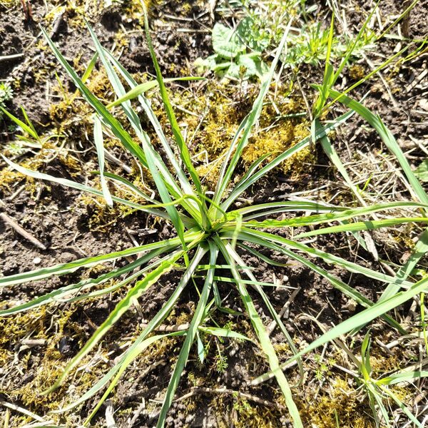 Pļavas plostbārdis Tragopogon pratensis