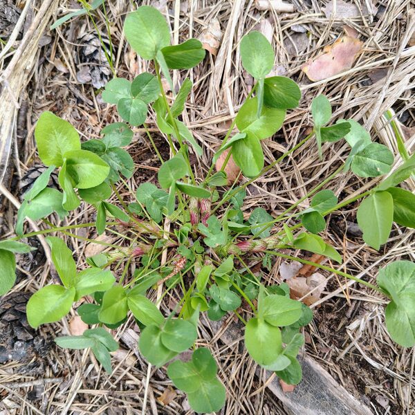 Pļavas (sarkanais) āboliņš Trifolium pratense