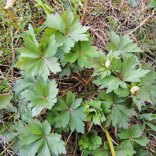 Eiropas saulpurene Trollius europaeus (BVZ indikatorsuga)