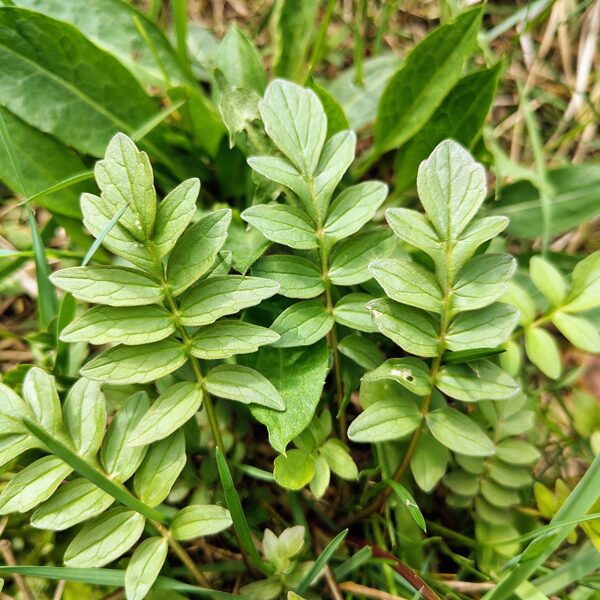Ārstniecības baldriāns Valeriana officinalis