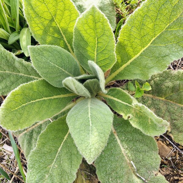 Parastais deviņvīruspēks Verbascum thapsus