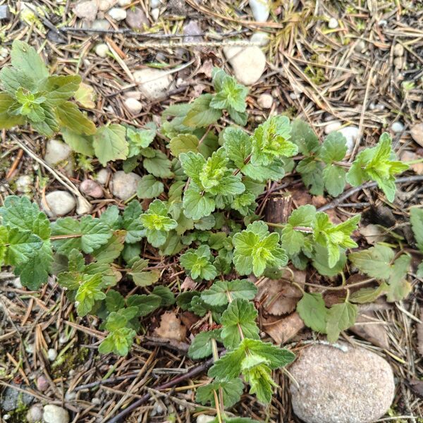 Birztalas veronika Veronica chamaedrys